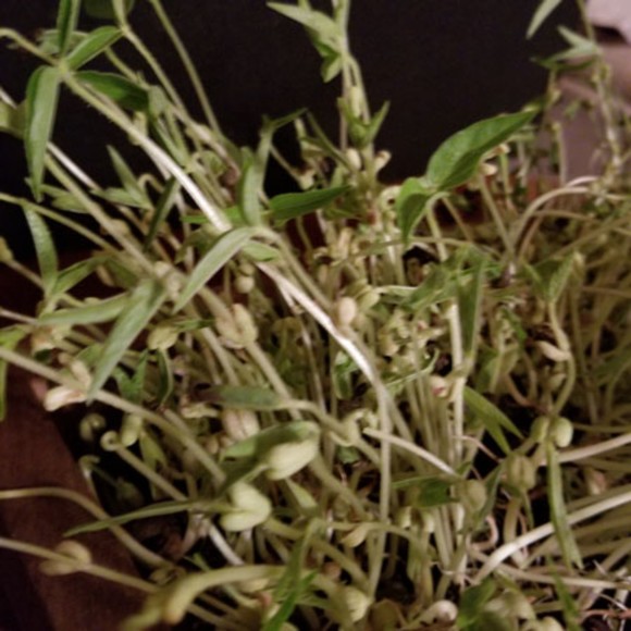 Organic Mung Beans for sprouting, microgreens 5oz over 2k seeds - Picture 6 of 6